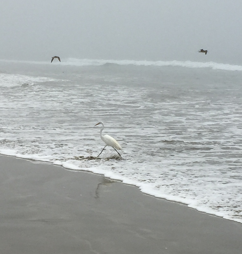 beach scene with egret