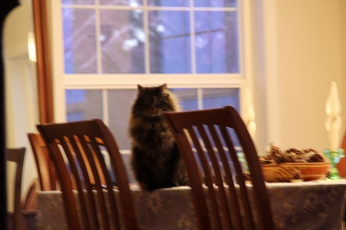 Chester waits for the Christmas turkey dinner.