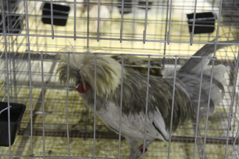 Chicken at AV Fair, August. 2014
