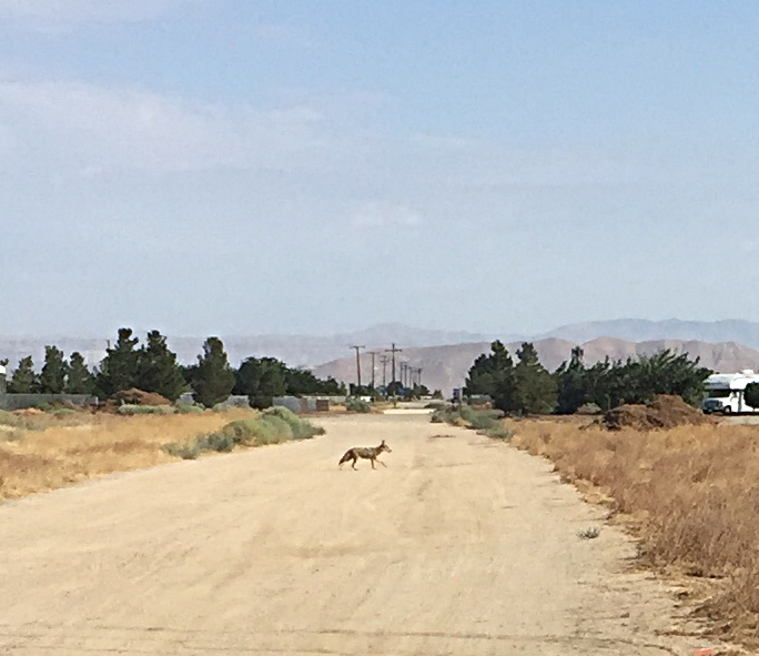 Coyote crossing 85th Street