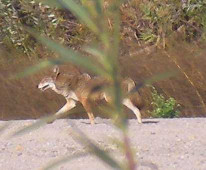 coyote in santa clara river bottom, closeup
