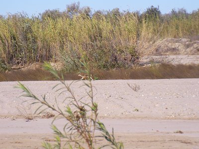 coyote in santa clara river bottom