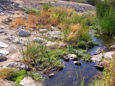 Creek and Reeds