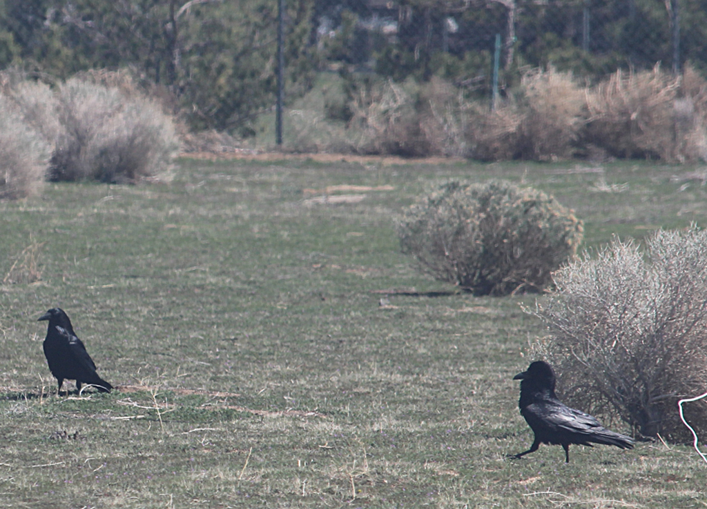 crows in the yard