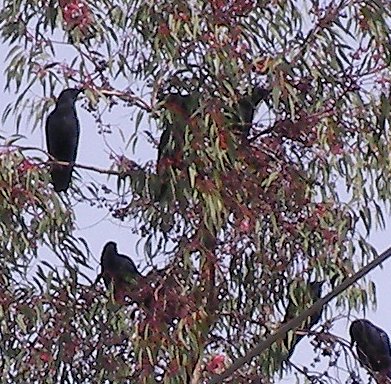 crows in a tree