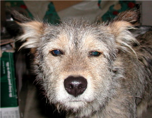 picture of dallas, the mutt