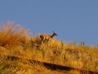 deer on the Shell Oil Refinery grounds, Martinez, Ca