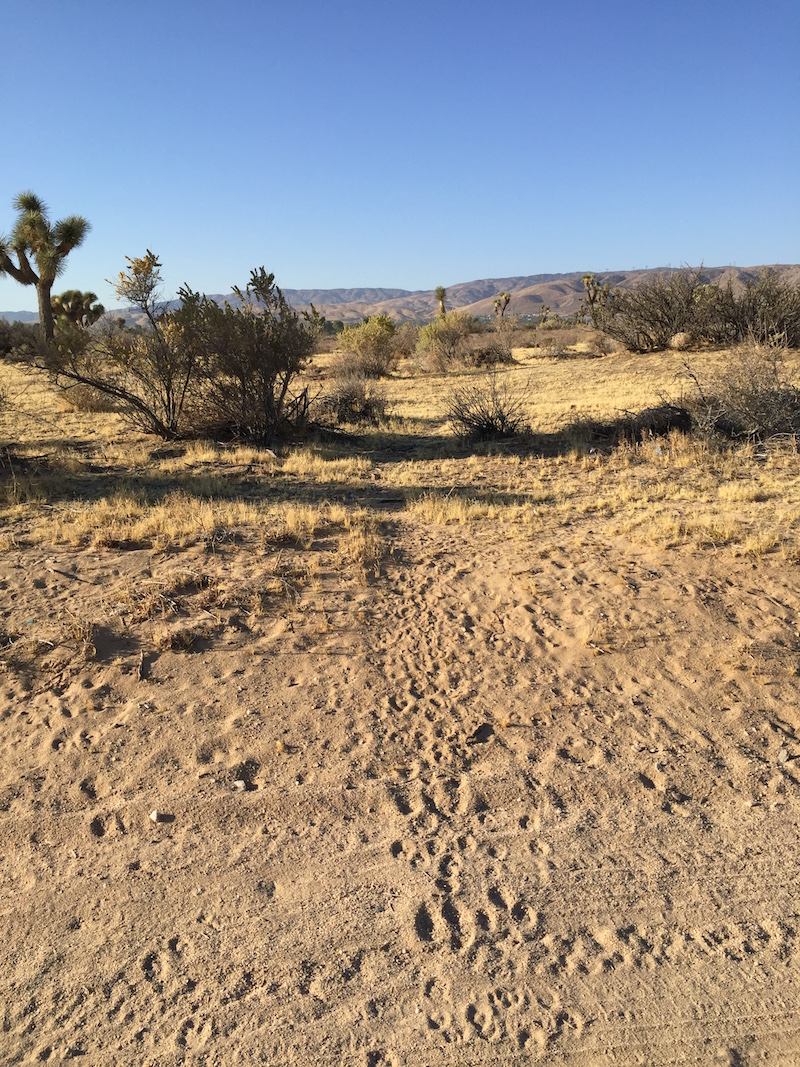 Animal trail in the desert