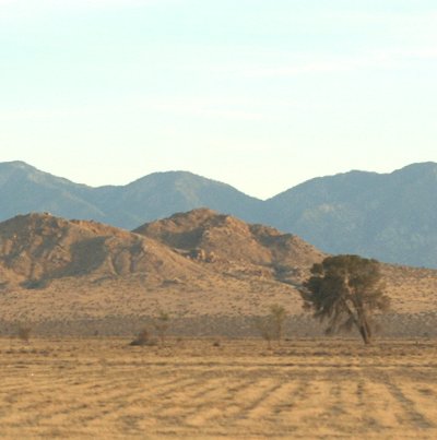 desert butte and tree