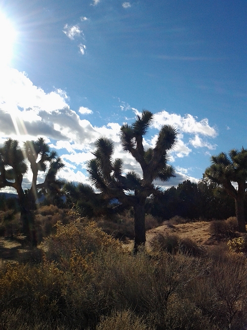 desert with joshua trees and clouds