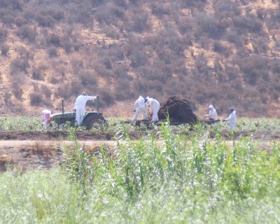 shoveling manure