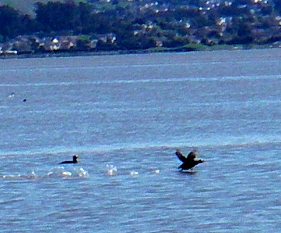 disturbed duck (goose?) on San Pablo Bay