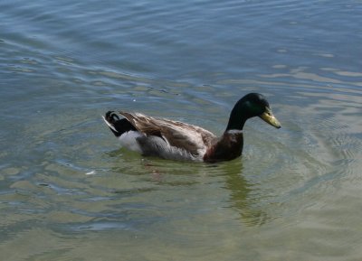 duck in water