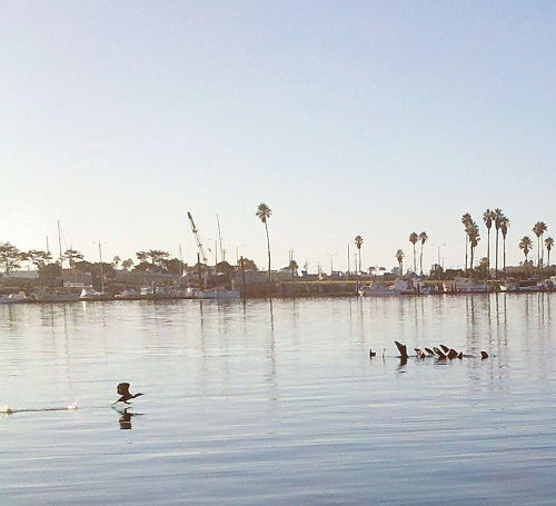 ducks and harbor seals, channel islands, 2012