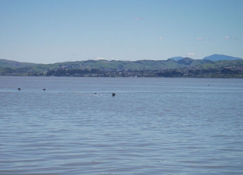 Ducks on the Carquinez Strait waters