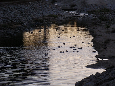 mornign ducks on arroyo simi