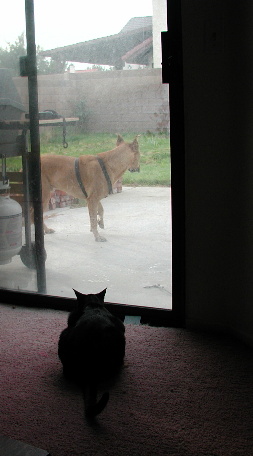 cat watching dog