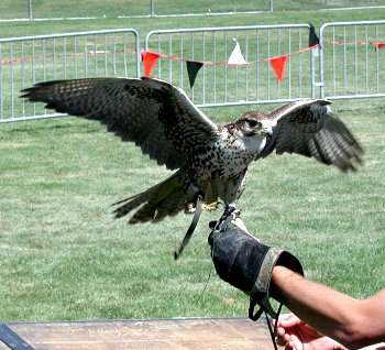a falcon returns to it's owner