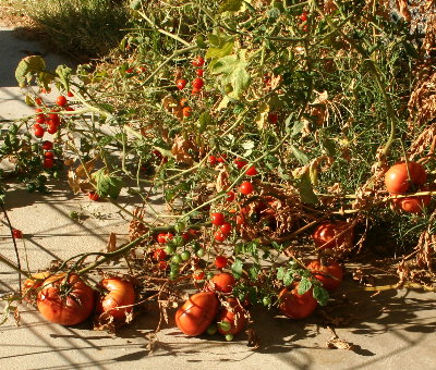 A bountiful tomato harvest