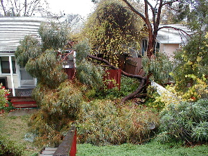 fallen tree on Bobs house