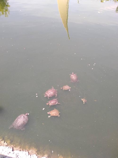 feeding turtles