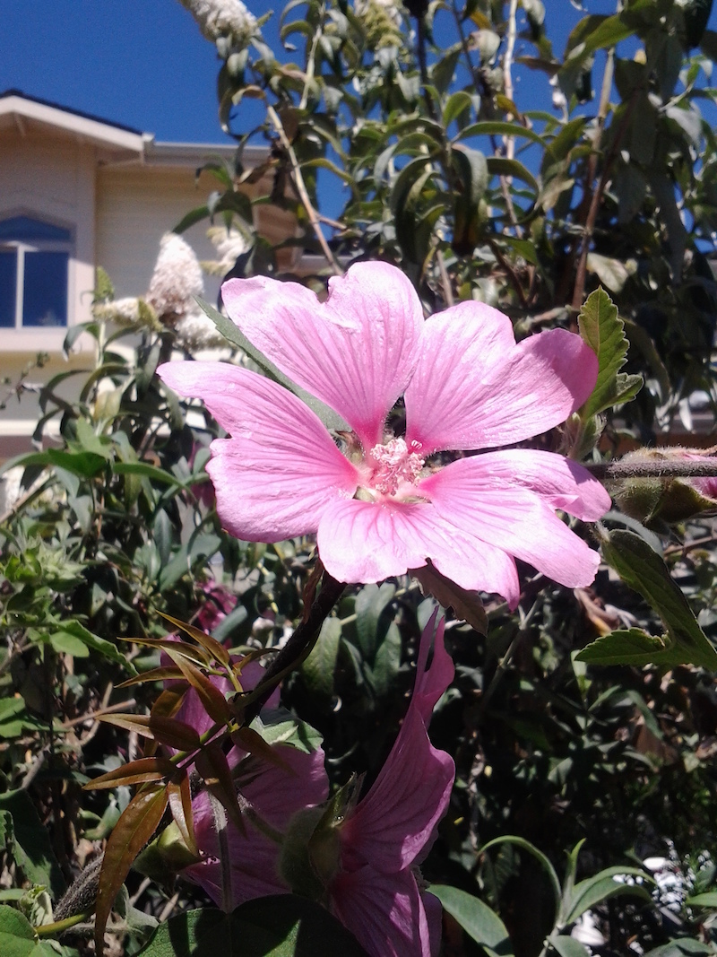 pink flower