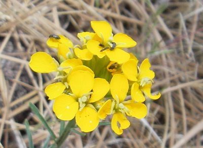 flower and insects at Jackson Flat