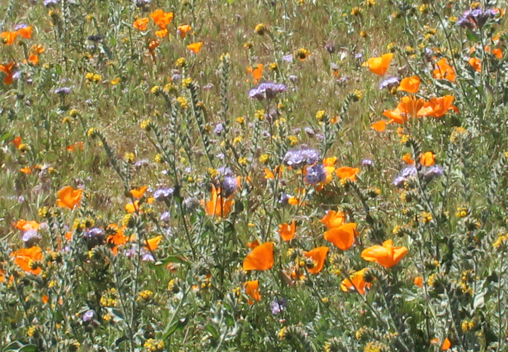 wild flowers