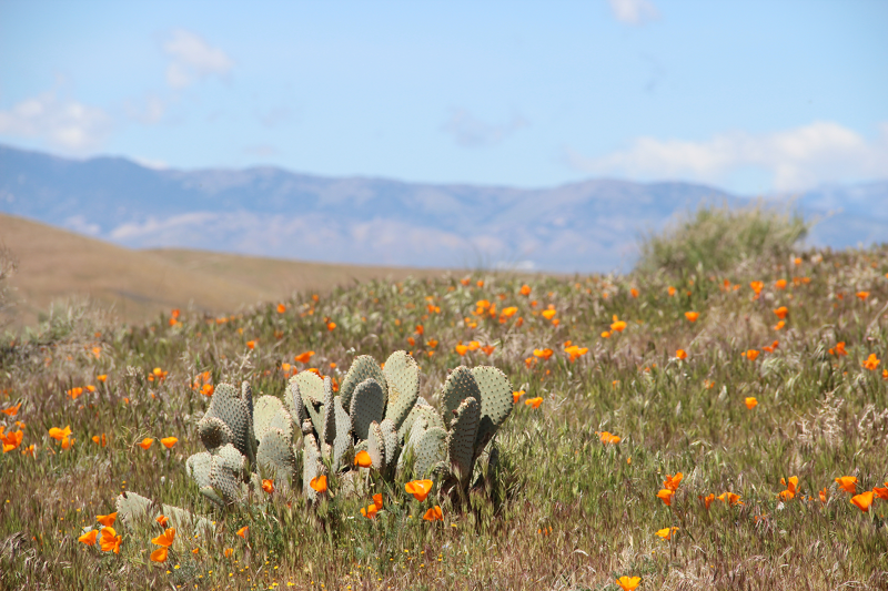 Cactus amid the poppies.