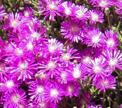 purple succulent flowers