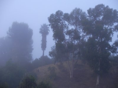 Eucalyptus and Palms in the fog