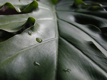 frond with a raindrop