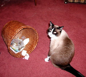 cat and molested trash basket