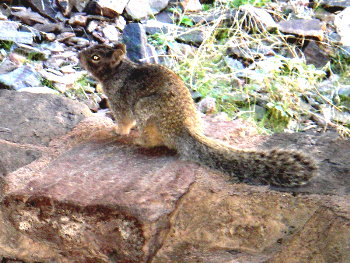Squirrel, down on the Colorado