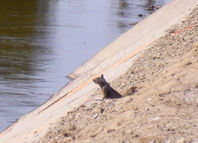 ground squirrel near channel