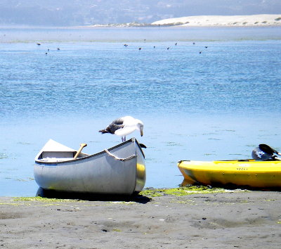 gull sitting on a canoe