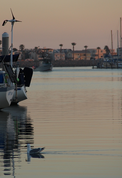 gull at twilight,  the channel islands harbor