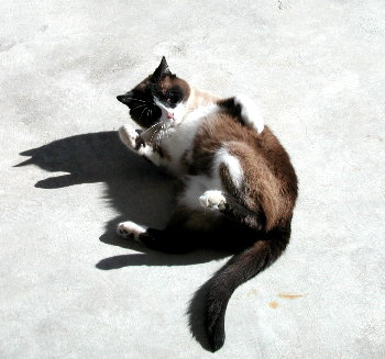 Riley, happily rolling about on the warm concrete
