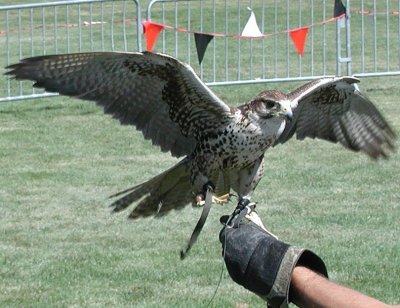 hawk on gauntlet