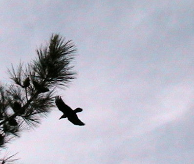 Hawk near a pine tree