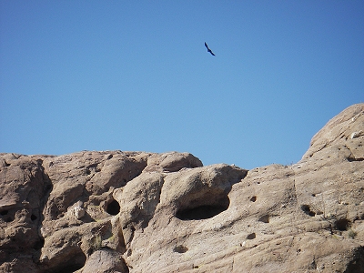 Hawk or Buzzard at Agua Dulce