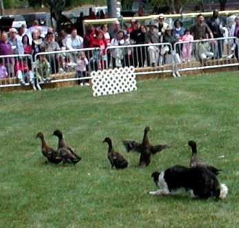 dog herding geese