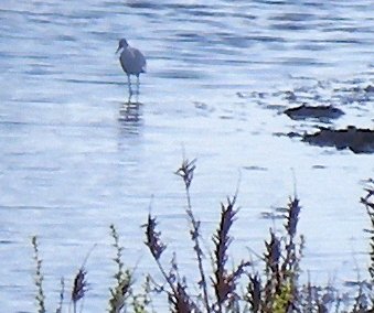 heron