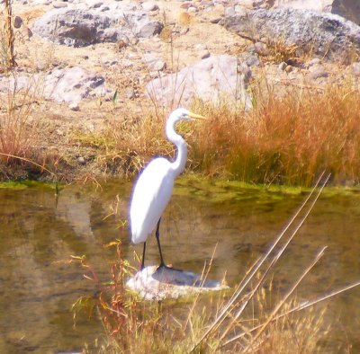 heron