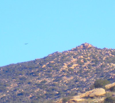 Hillside in Simi Valley, with hawk