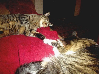 Roxy and Chip holding hands
