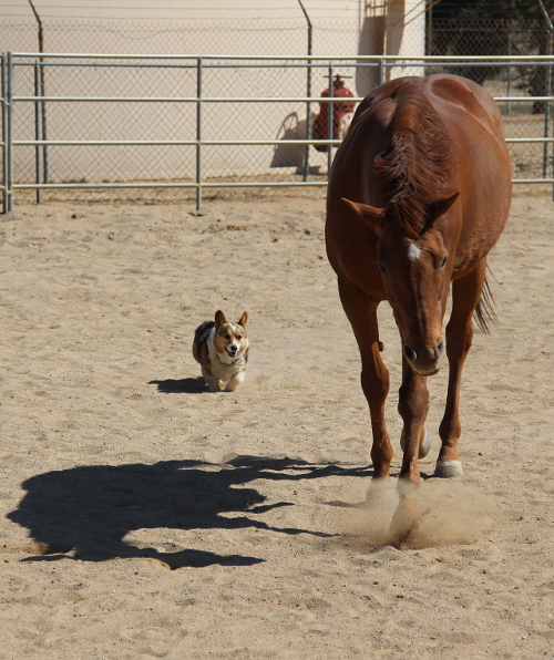 Old horse, ignoring it's herding collie