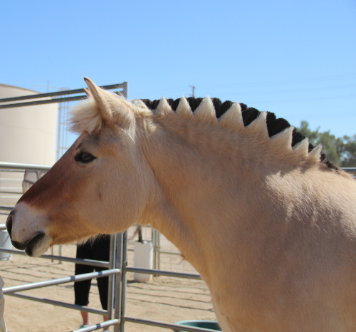 fjord horse