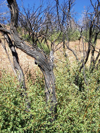 tree with regrowth