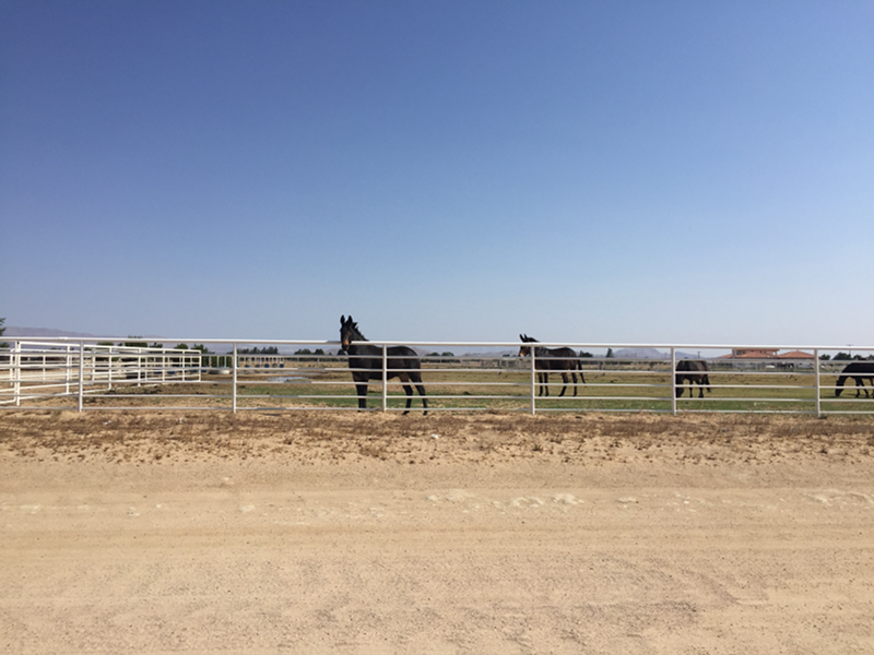 horses